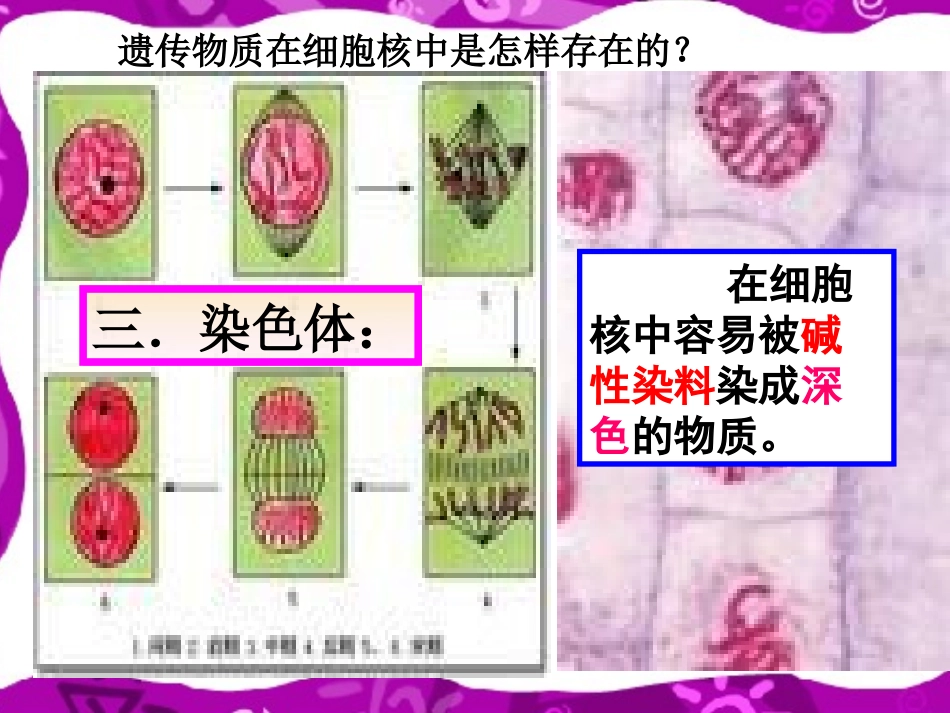 遗传的物质基础课件_第3页