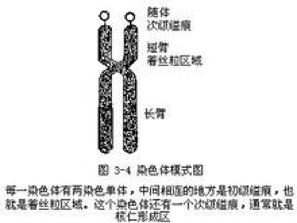 遗传学的基础知识_第3页