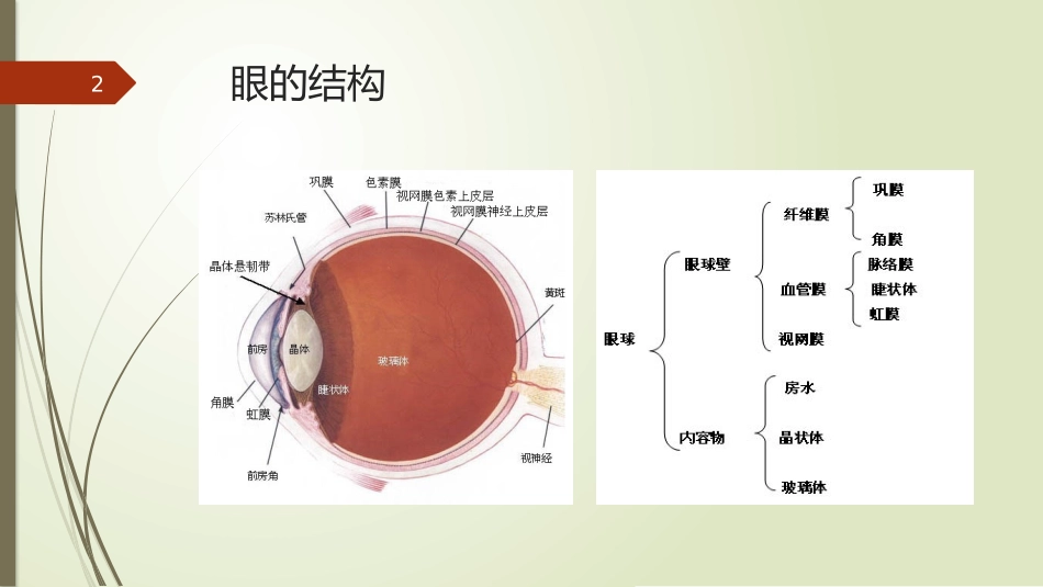 翼状胬肉的护理课件_第2页