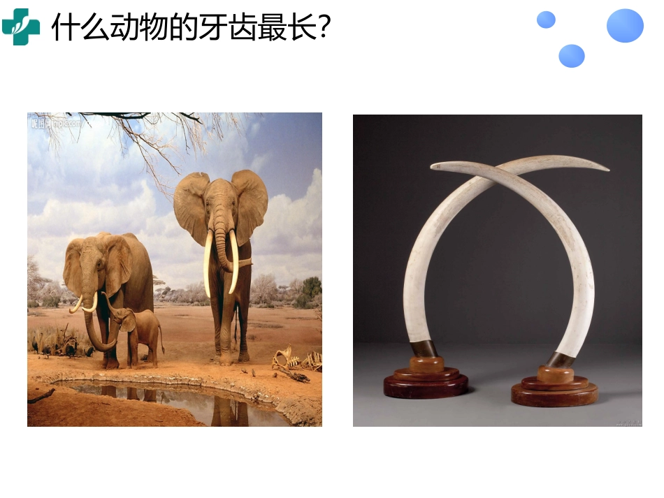 幼儿园助教爱护牙齿_第2页