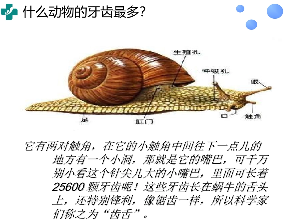 幼儿园助教爱护牙齿_第3页