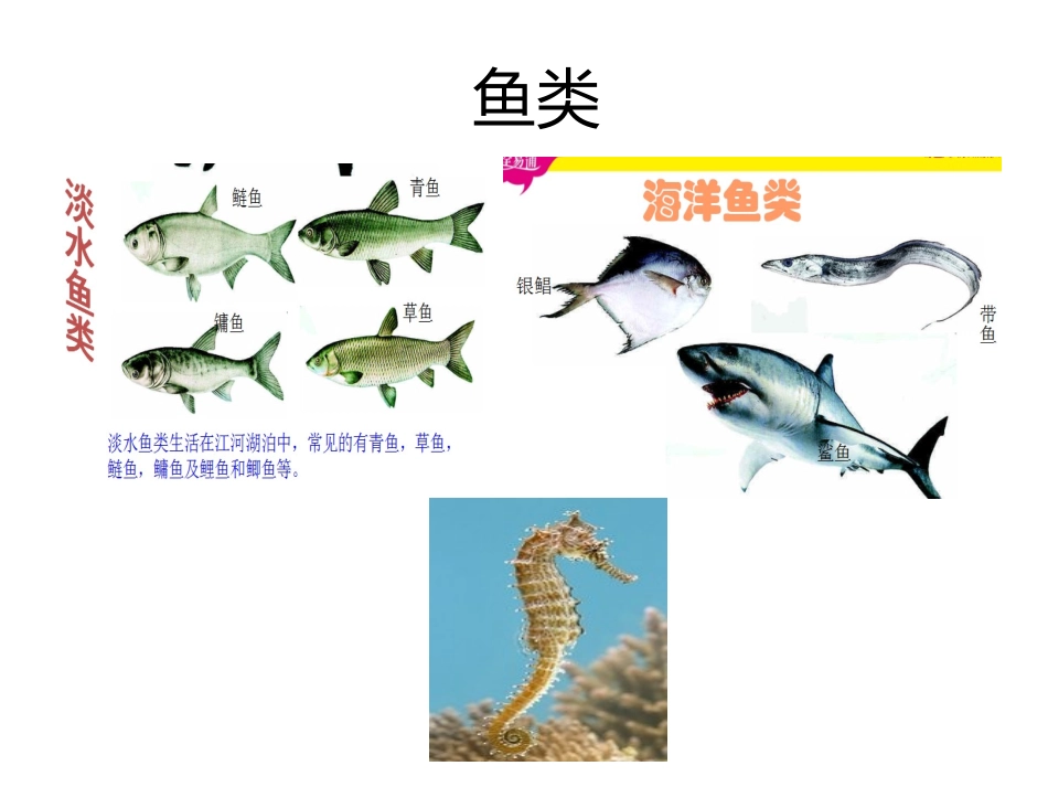 鱼类两栖类爬行类鸟类_第1页