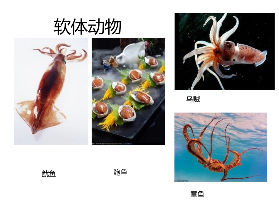 鱼类两栖类爬行类鸟类_第2页