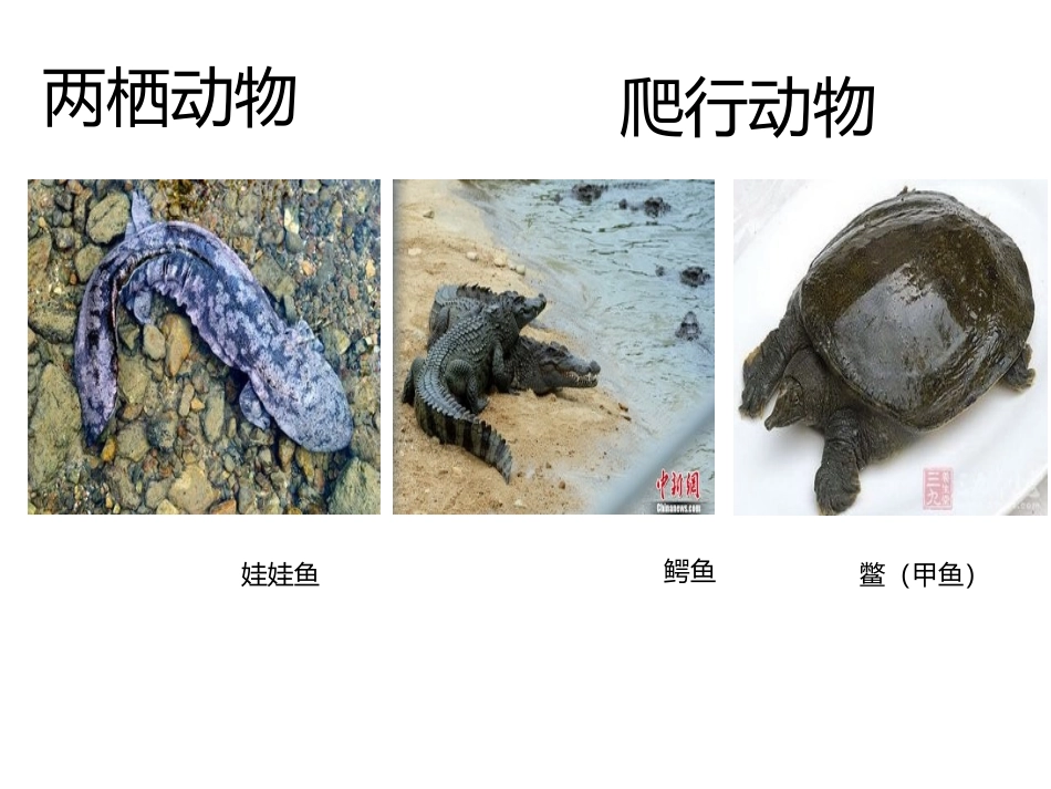 鱼类两栖类爬行类鸟类_第3页