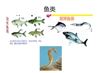 鱼类两栖类爬行类鸟类