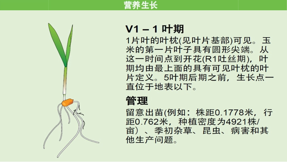 玉米的生长发育图解_第3页