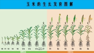 玉米的生长发育图解