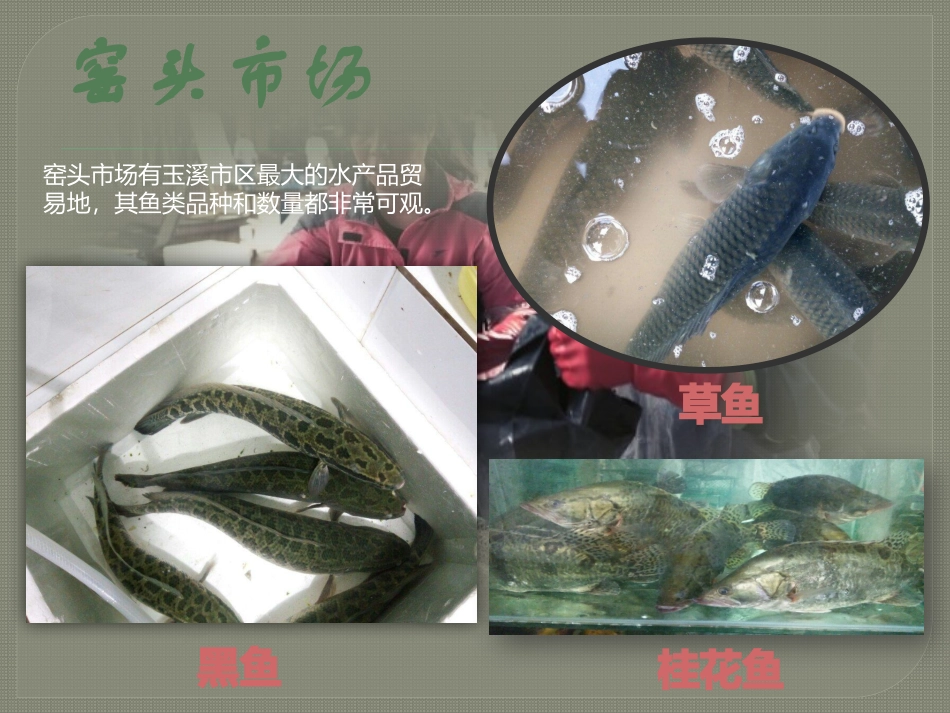 玉溪市鱼类种类调查报告_第2页