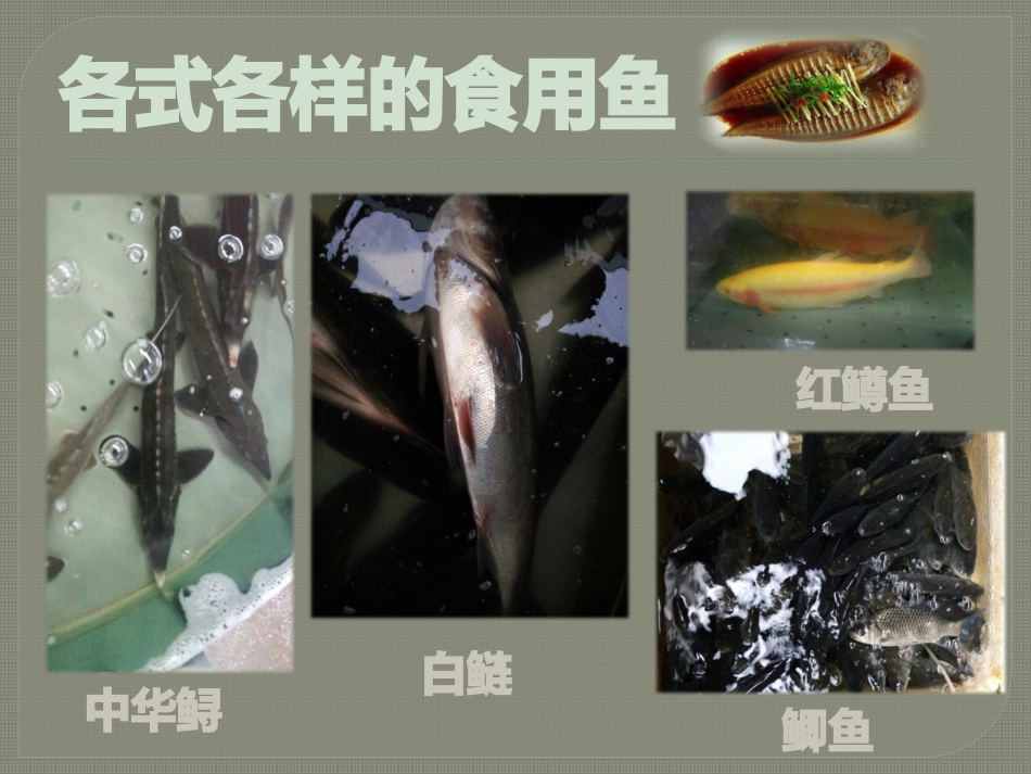 玉溪市鱼类种类调查报告_第3页