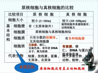 原核细胞和真核细胞练习题