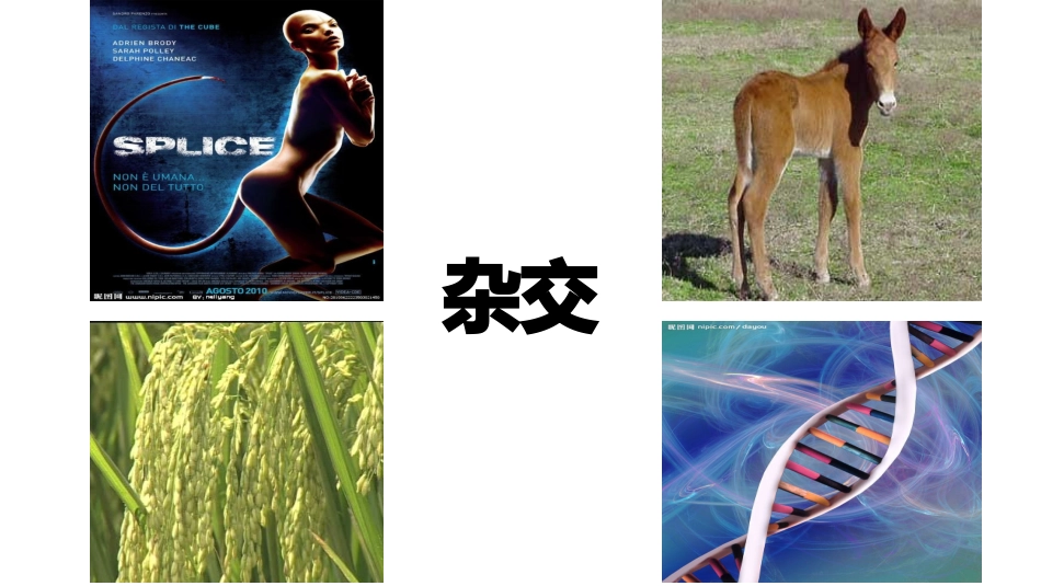 杂交手术在心胸神经外科中的应用_第1页