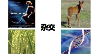 杂交手术在心胸神经外科中的应用