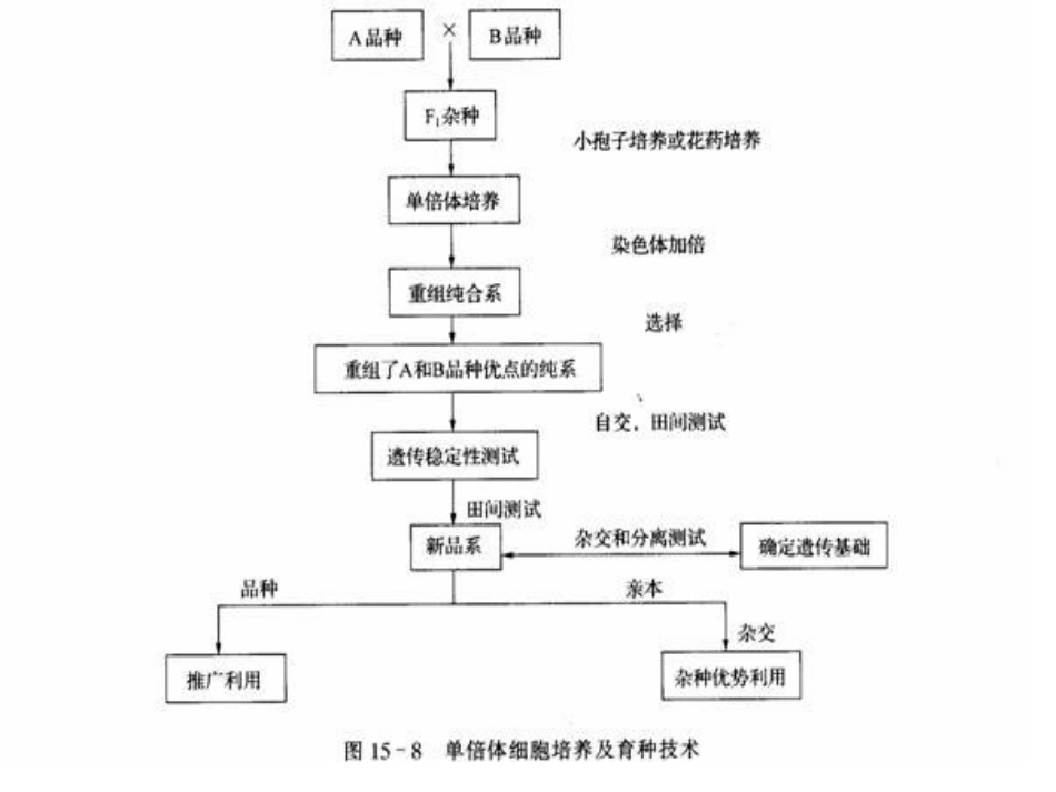 杂交育种的技术_第2页