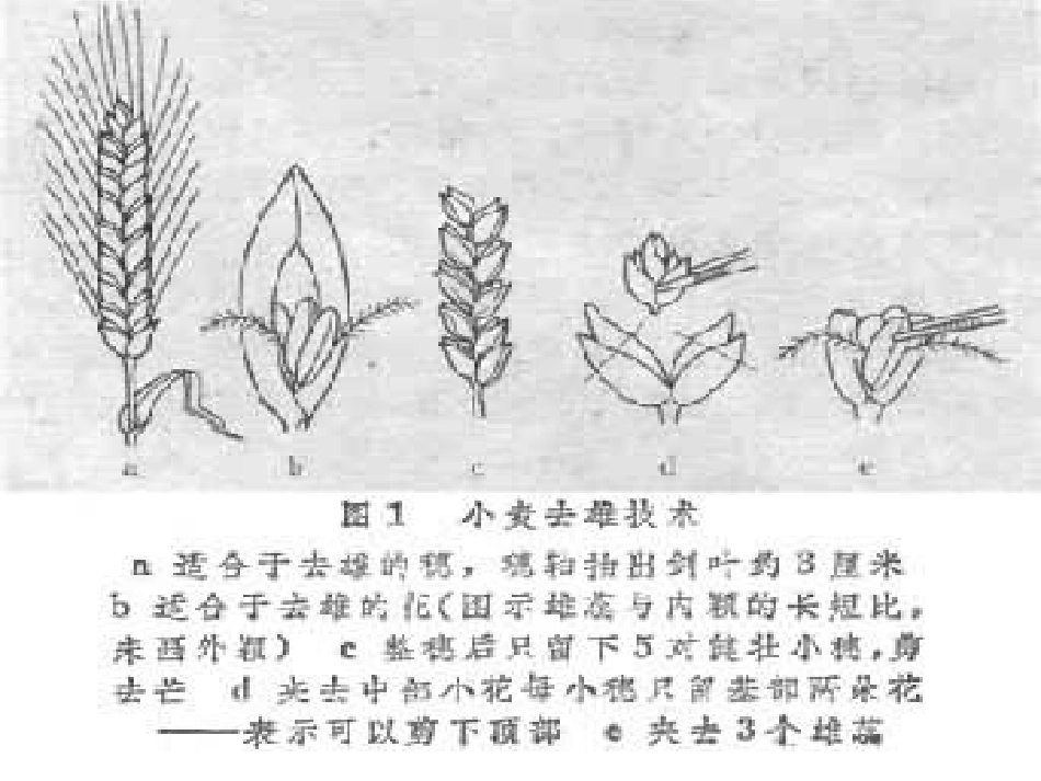 杂交育种的技术_第3页
