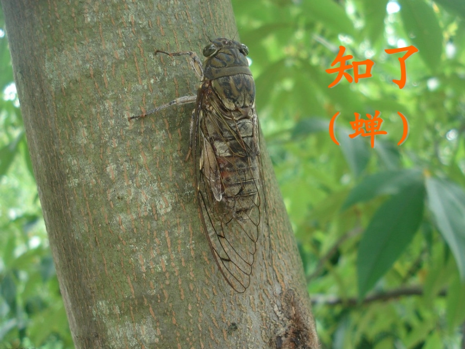 折纸知了课件_第2页