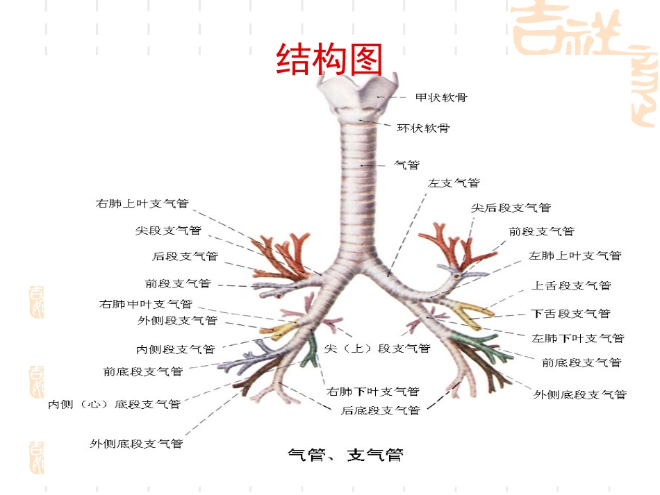 支气管扩张伴咯血怎么办_第3页