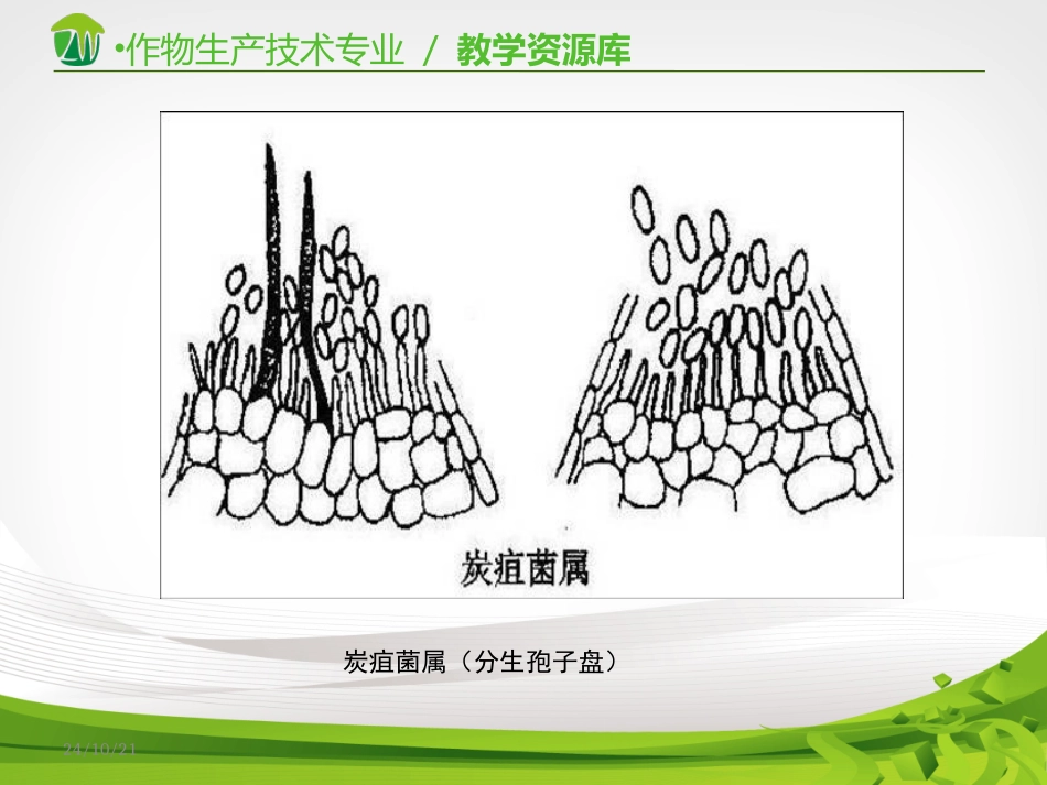 植物病原真菌的主要类群真菌界半知菌类腔孢纲黑盘孢目_第3页