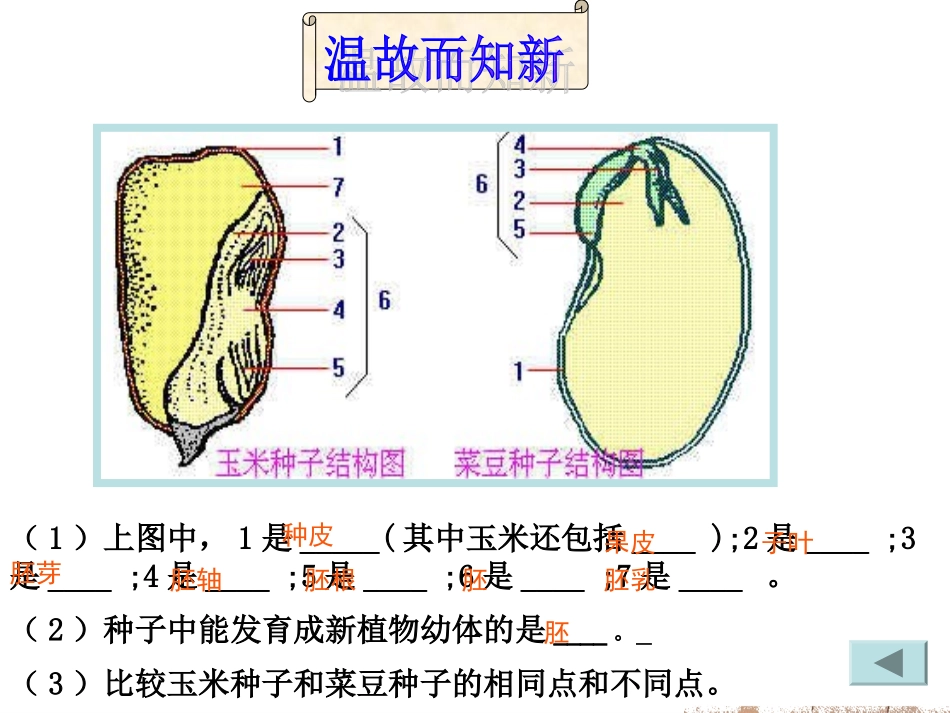 种子萌发的自身条件_第3页