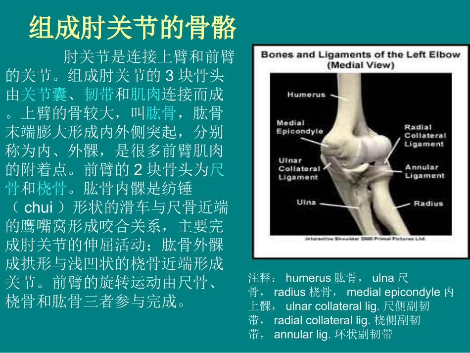 肘关节解剖结构_第2页