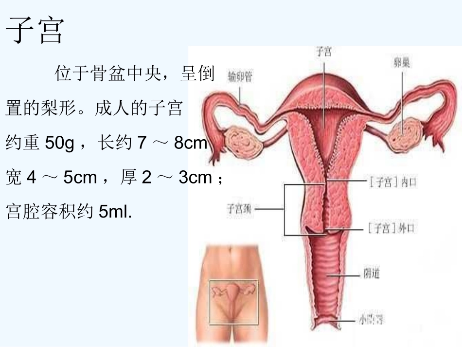 子宫肌瘤健康教育可修改版_第3页