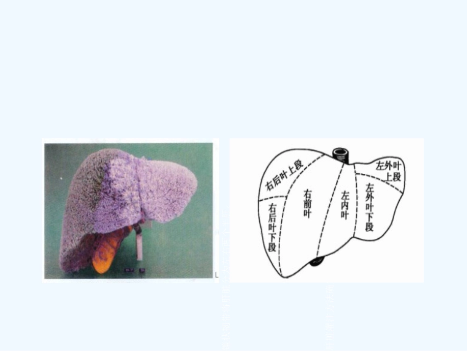 CT肝脏分段及读片_第3页