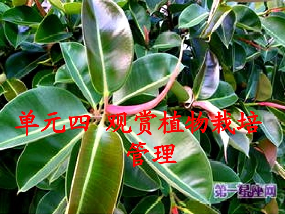 案例分析2橡皮树_第1页