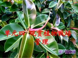 案例分析2橡皮树