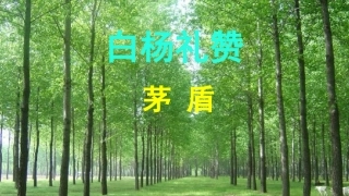 白杨礼赞精品讲义