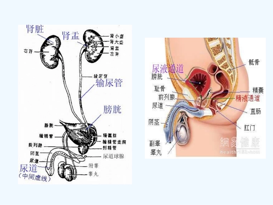膀胱癌病人护理_第2页