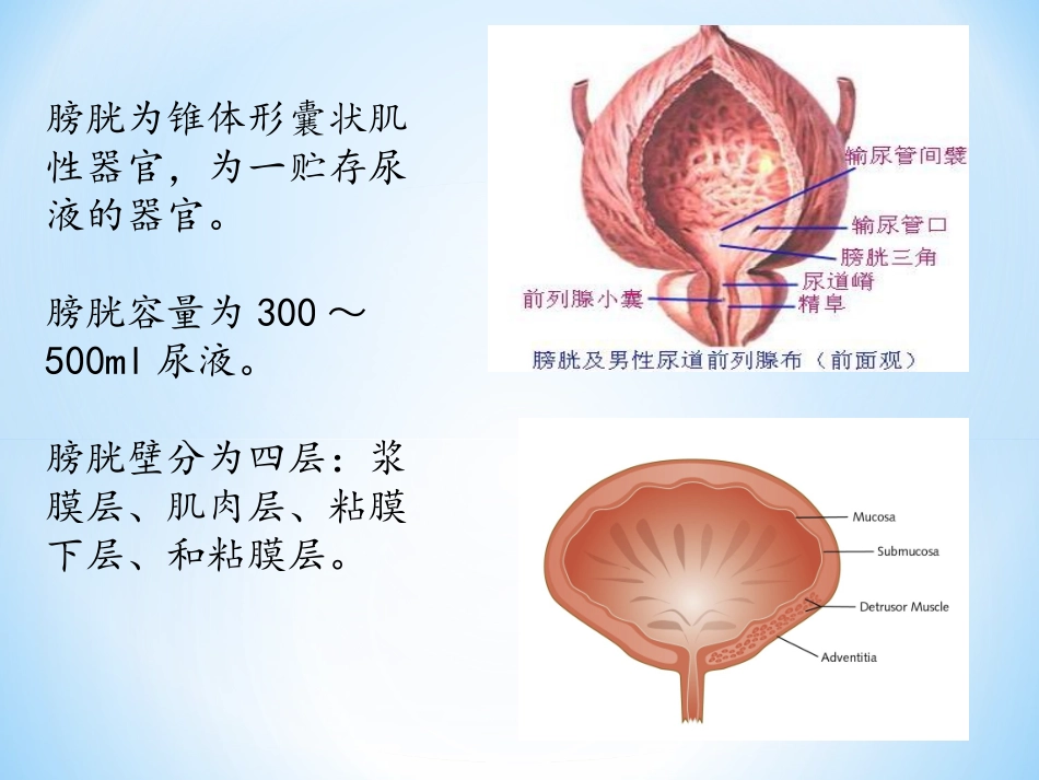 膀胱癌根治术患者护理查房_第3页