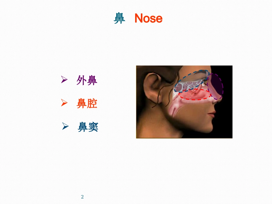 鼻部解剖课件_第2页