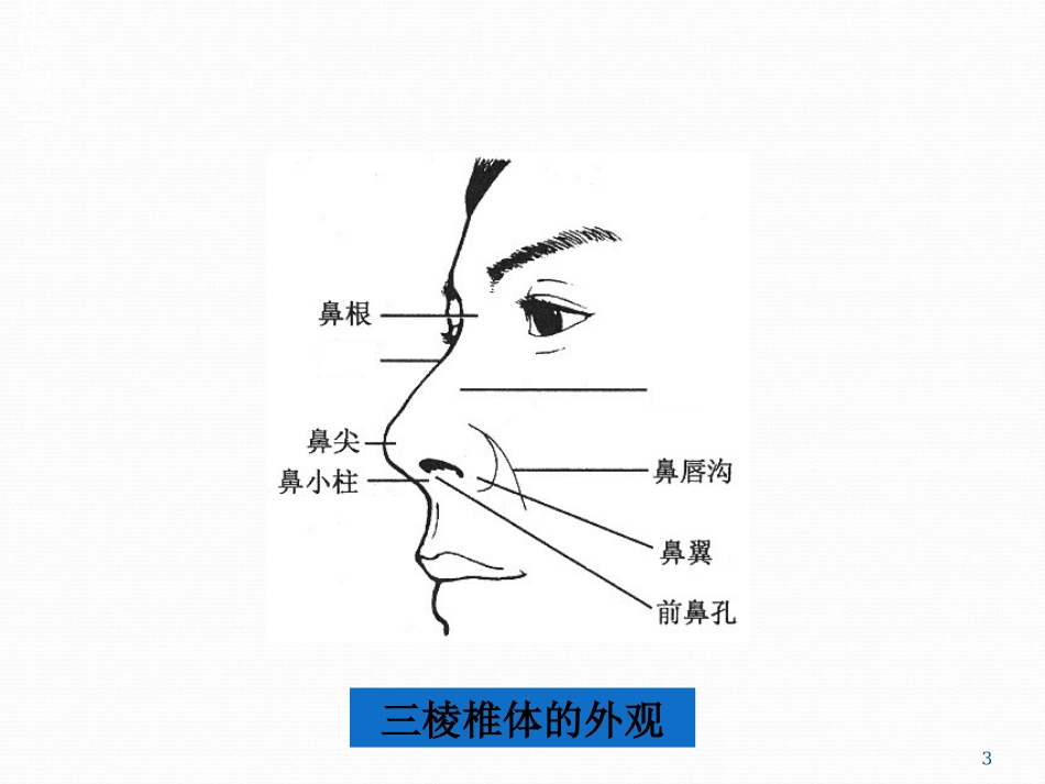 鼻部解剖课件_第3页
