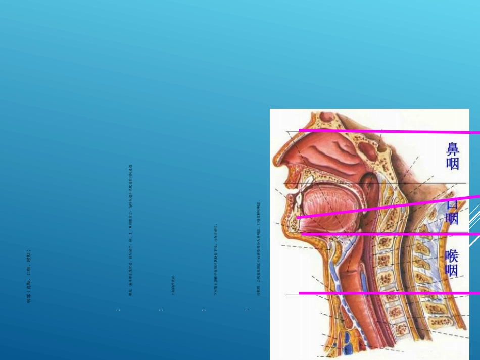 鼻咽口咽部CT扫描_第3页