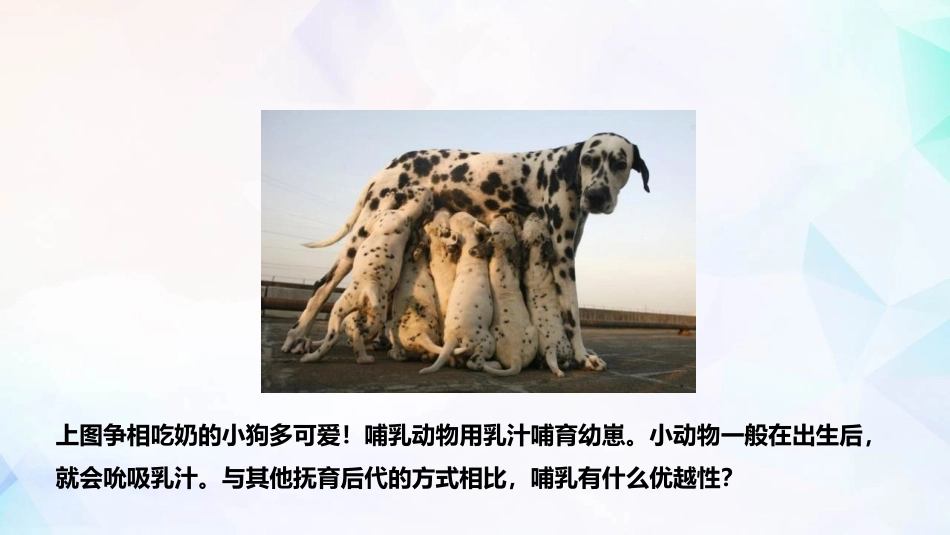 哺乳动物课件_第2页