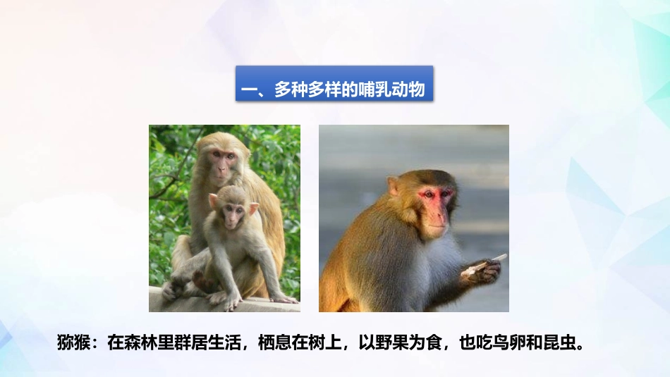 哺乳动物课件_第3页