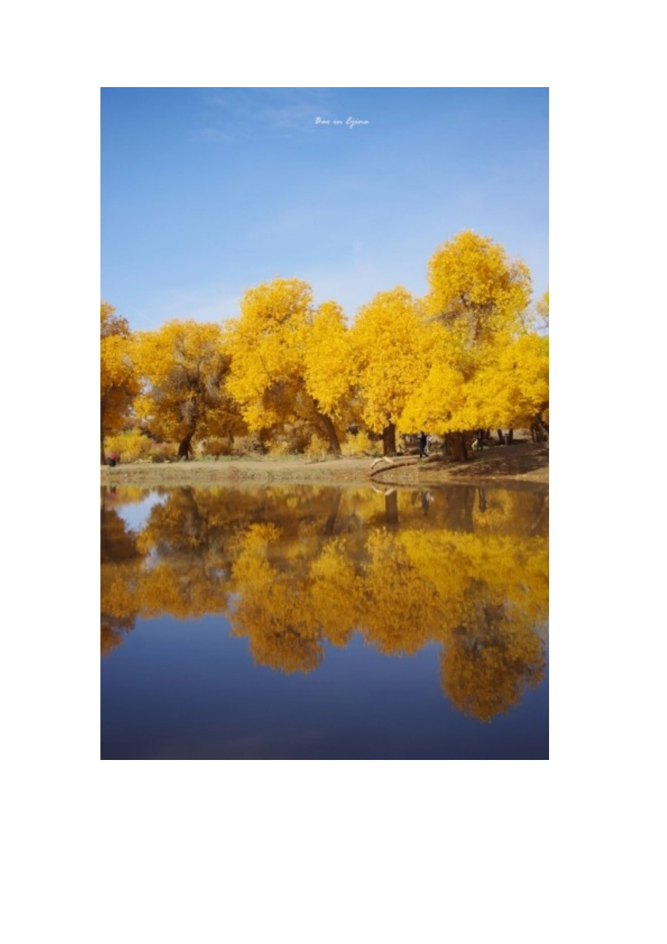 内蒙额济纳旗胡杨林旅游攻略_第2页