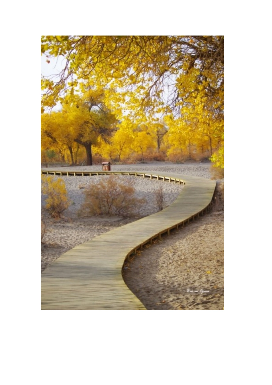 内蒙额济纳旗胡杨林旅游攻略_第3页