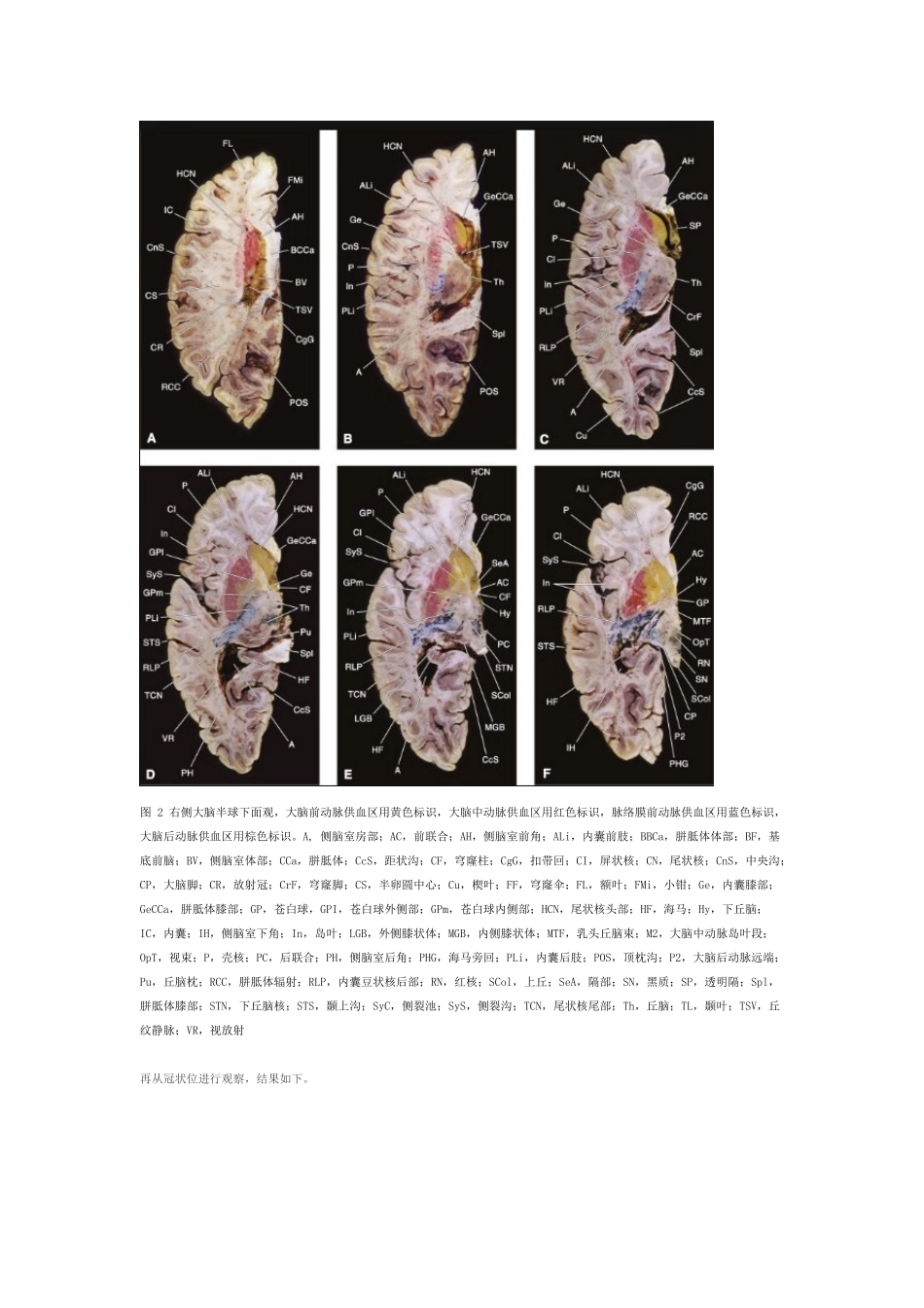 内囊和基底节的血供_第2页