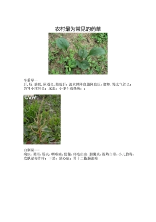 农村最为常见的药草