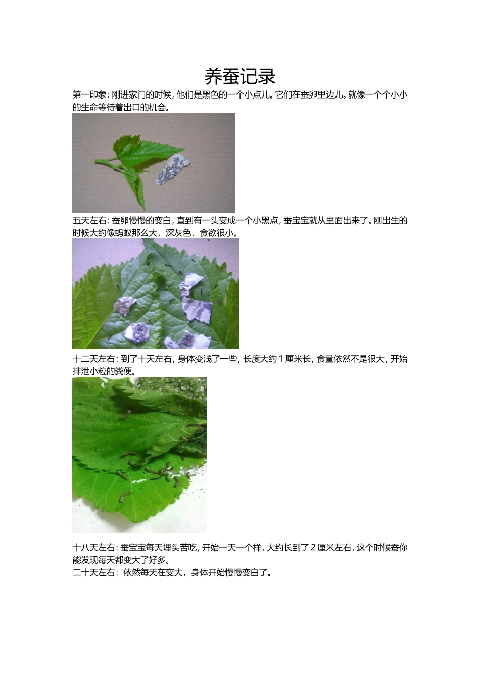 养蚕日记(详细记录整个过程)_第1页