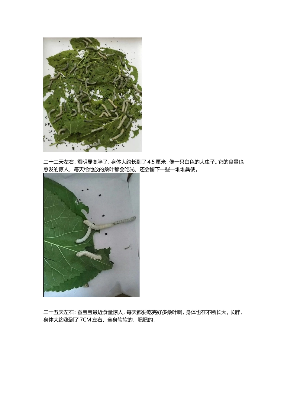 养蚕日记(详细记录整个过程)_第2页
