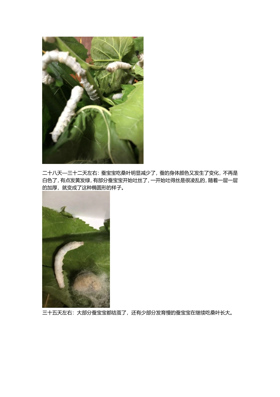 养蚕日记(详细记录整个过程)_第3页