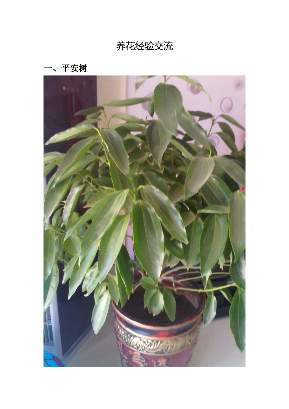 养花经验交流_第1页