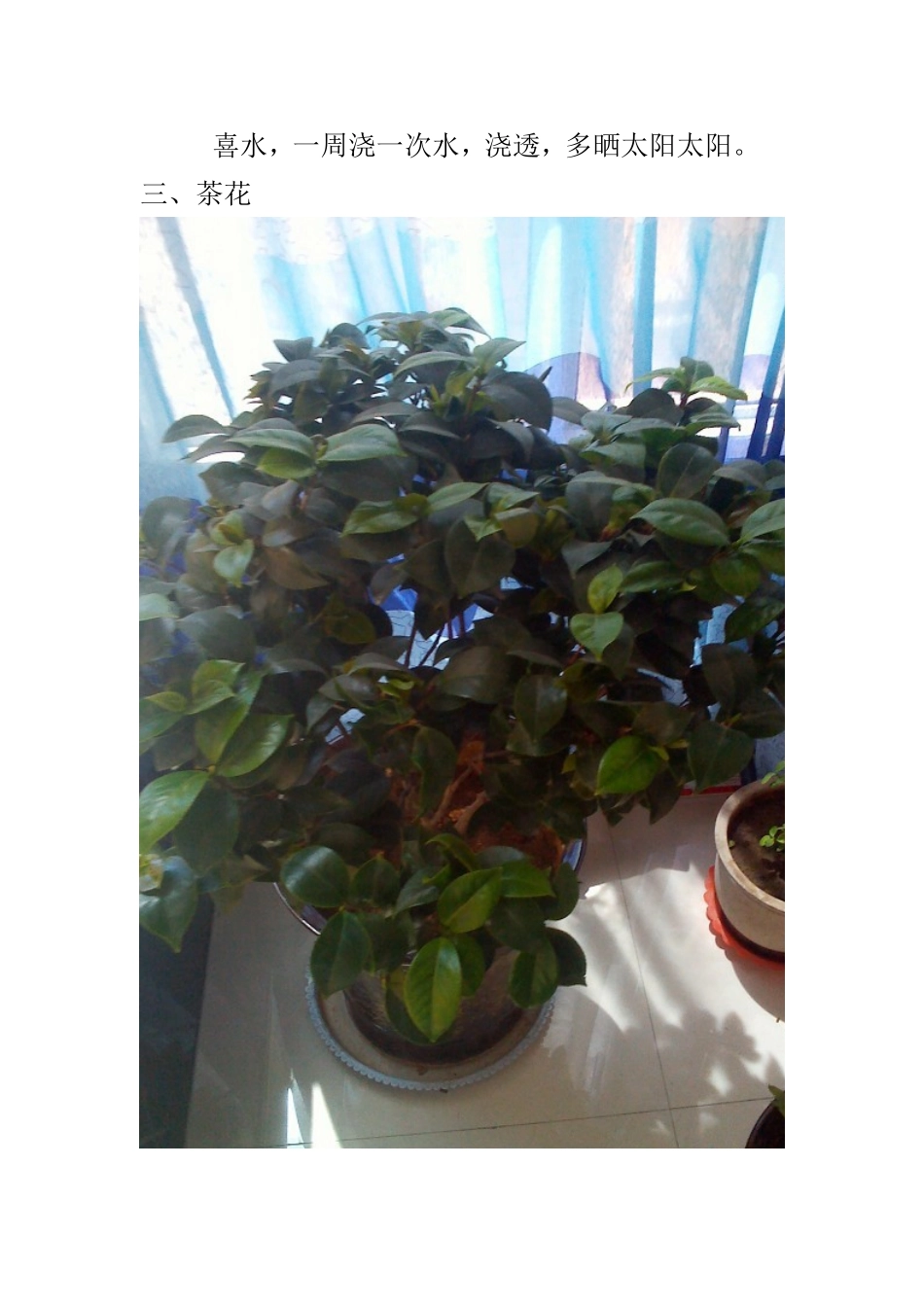 养花经验交流_第3页