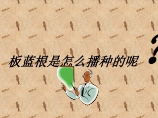 板蓝根的种植描述