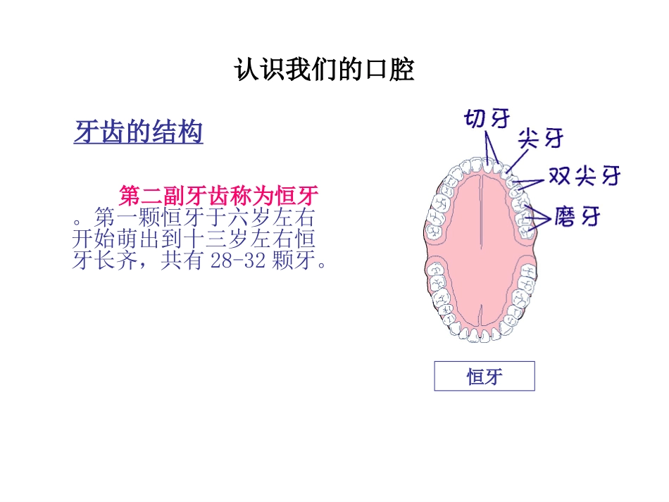 保护牙齿教育讲座课件_第3页