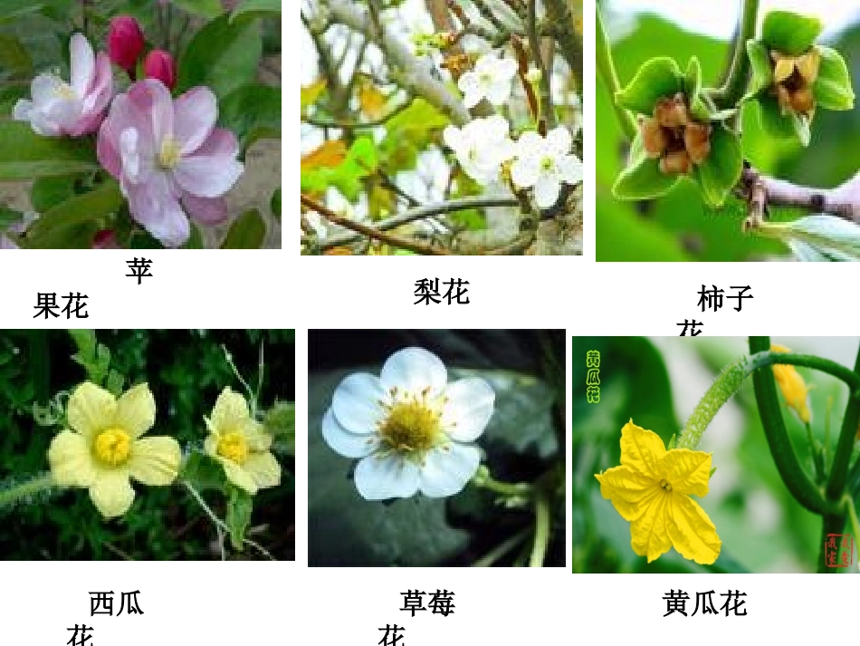 被子植物的生殖_第2页