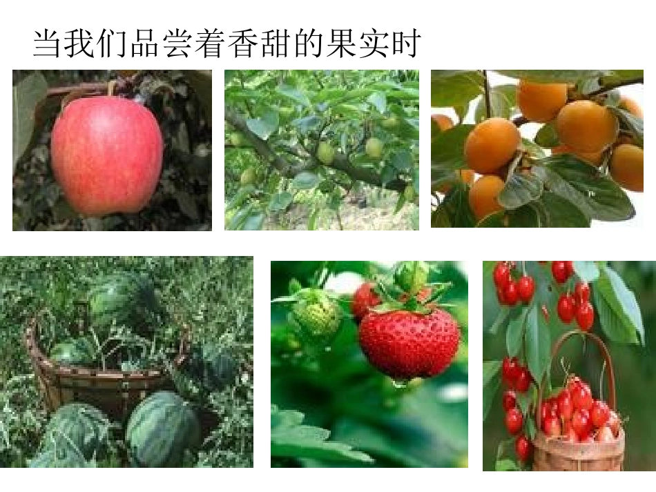 被子植物的生殖_第3页