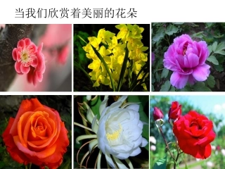 被子植物的生殖