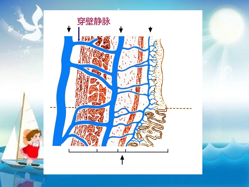 贲门周围血管离断术幻灯片_第3页